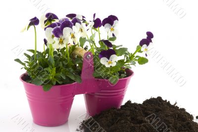purple violins