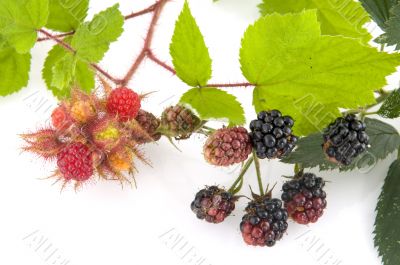 Blackberries and Raspberries