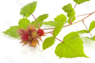 raspberries
