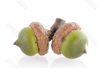 green acorns