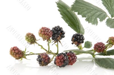 Blackberries