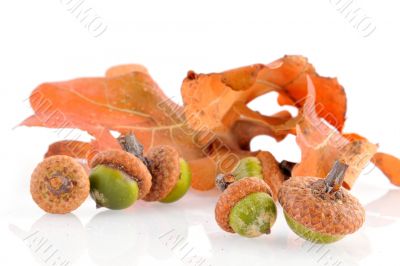 autumn