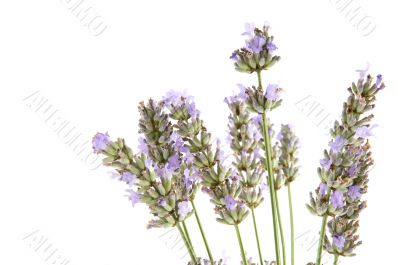 French Lavender