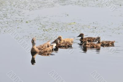 Family Duck