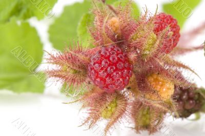 raspberry bush