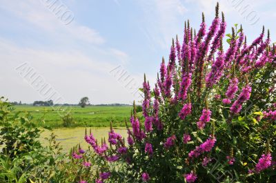 Purple-loosestrife