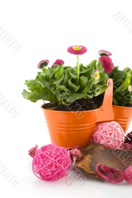 Summerflowers