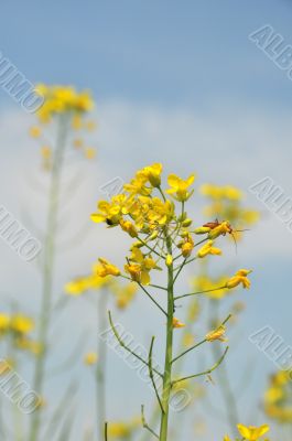 Yellow wild flowers