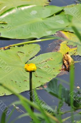 water plants