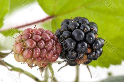 Brambles