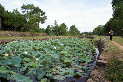 Lotuses, trees and pond