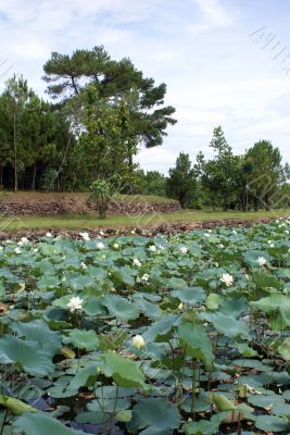 Lotuses sand trees