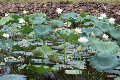 White lotuses