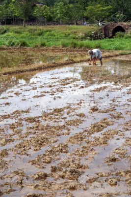 Worker on the field