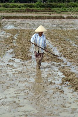 Woman and rice field