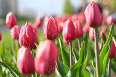 tulip