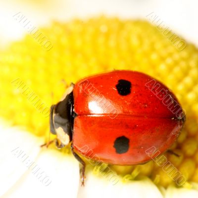 ladybug on camomile