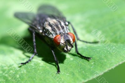 fly
