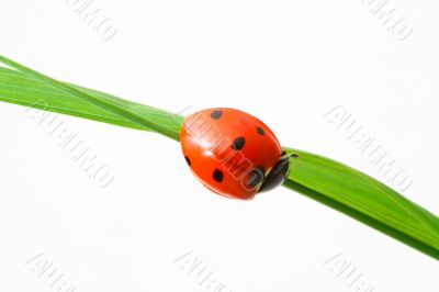 red ladybug