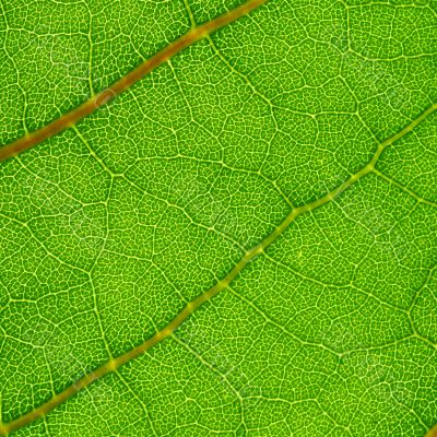 green leaf