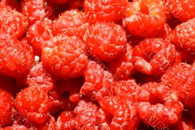 raspberry