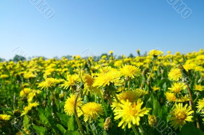 dandelion field