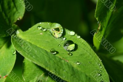 natural waterdrop