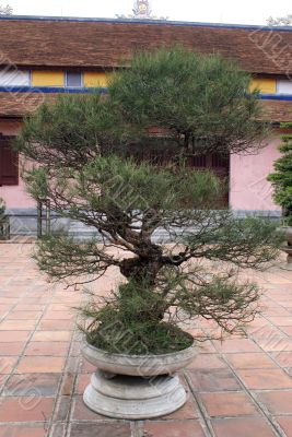 Tree