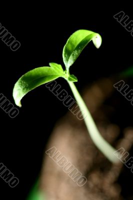 green plant