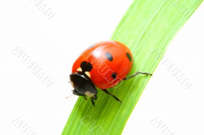 red ladybug