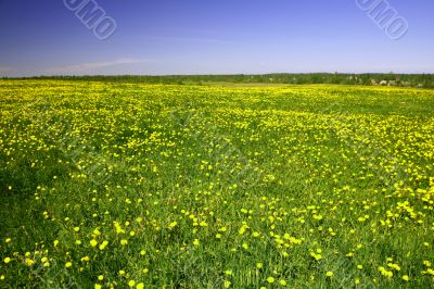 dandelion landscape