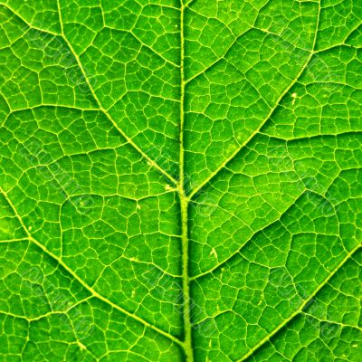 green leaf