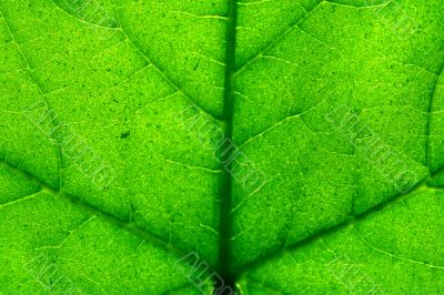 green leaf