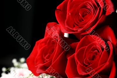 red roses