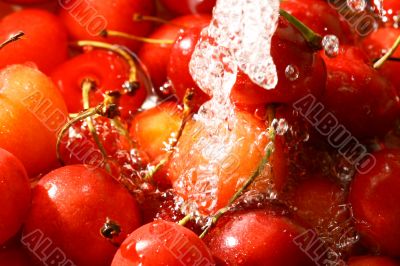 sweet cherry under wet