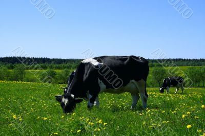 cow landscape