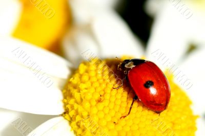ladybug on camomile