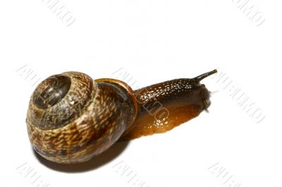 isolated shell