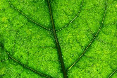 green leaf