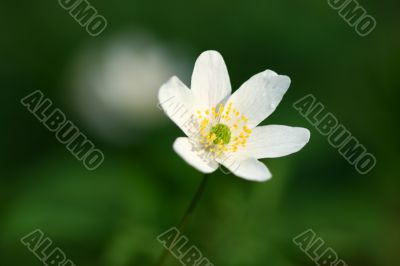 spring windflower