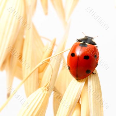 ladybug on wheat