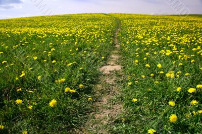 dandelion landscape