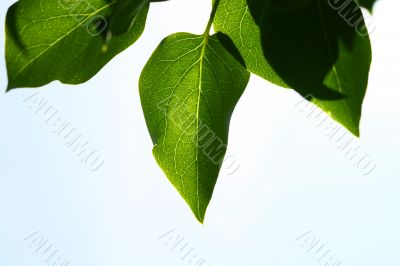 green leaf