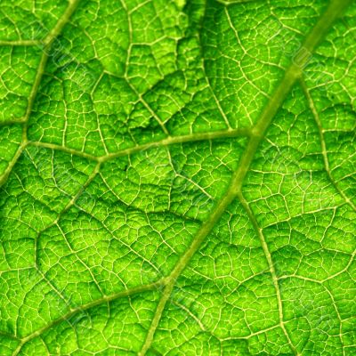 green leaf