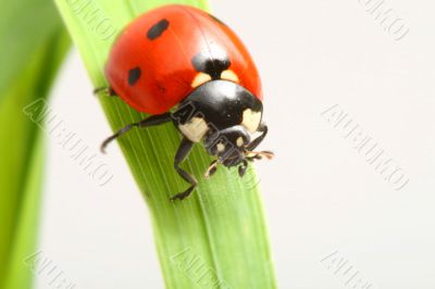 red ladybug