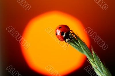 sunrise ladybug