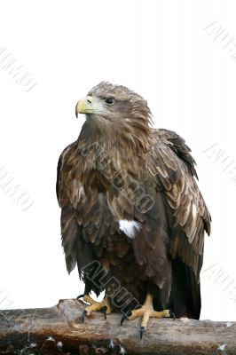 isolated eagle
