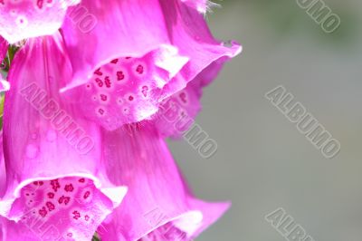 summer flower