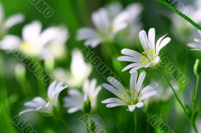white spring flowers