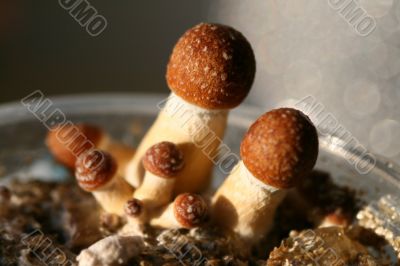 mushroom